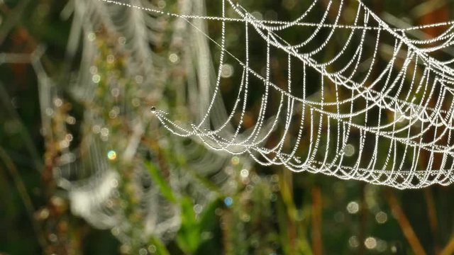 Autumn wind sways cobwebs tangled with stems of dry grass with drops of sparkling dew