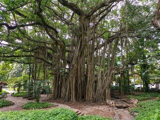 One of the largest trees in Havana, Cuba.