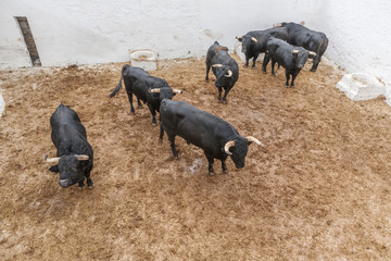 Spanish brave fight bull in the stable, Spain