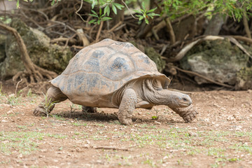 Aldabra giant tortoise at Francois Leguat Tortoise Parc, Rodrigues Island
