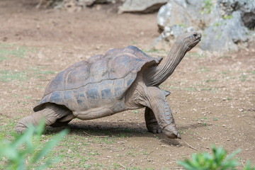 Obraz premium Aldabra giant tortoise at Francois Leguat Tortoise Parc, Rodrigues Island