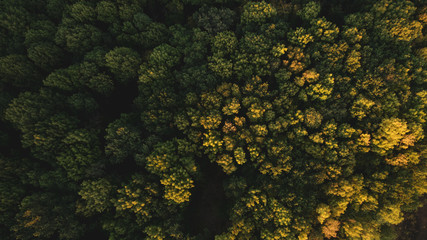 Green forest and many trees from a height.