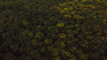 Green forest and many trees from a height.