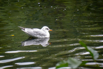 Möwe schwimmt im Teich