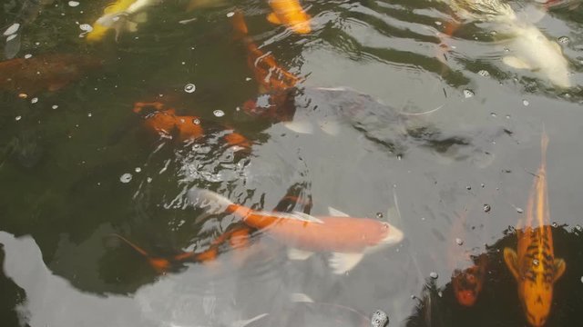 Colorful koi fish swimming in pond and morning sunshine