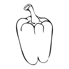 bell pepper or paprika outline illustration isolated on white background. Hand drawn pepper paprika icon. vintage hand sketch ink pepper. paprika outline illustration for coloring or farm logo concept