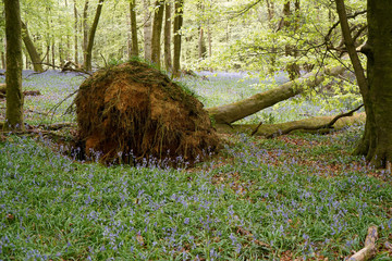 Fallen tree in a bluebell wood
