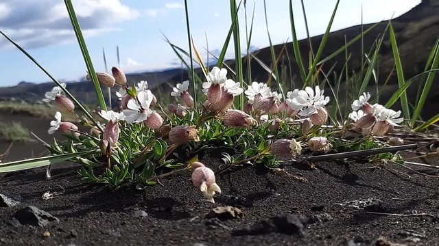 Flowers and plants of Iceland: Silene uniflora, commonly known as sea campion, part of the pink family Caryophyllaceae, a herbaceous perennial plant.