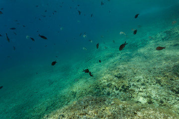 Fototapeta na wymiar damselfish on the Kamenjak coast, Istria, Croatia