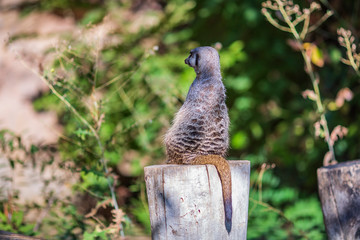 Suricata suricatta species of mongoose live on the outskirts of the desert, live in holes in the ground and can stand like humans on two legs. wild african animals zoo closed.