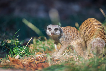 Suricata suricatta species of mongoose live on the outskirts of the desert, live in holes in the ground and can stand like humans on two legs. wild african animals zoo closed.