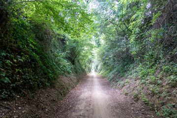 The green way of the carrilet path of Olot