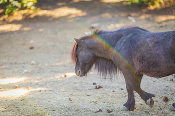 herd of ponies pony for a walk in the zoo. a group of small breeds of horses
