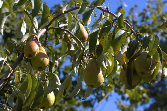 Pears on a tree. Pyrus communis variety "Gute Luise"