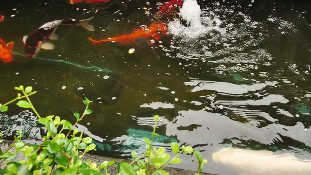 Colorful koi fish swimming in pond and morning sunshine. Slow Motion