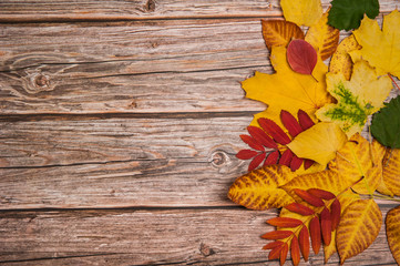 Naklejka na ściany i meble Autumn composition. The border is made of red, yellow, brown and green leaves on a wooden background. Free space for your text.