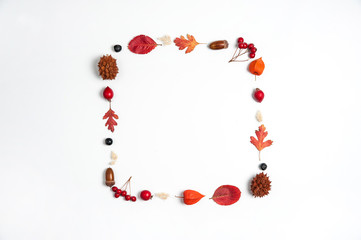 Autumn composition. Physalis, red leaves, hawthorn berries and Aronia, acorns and cones on a white background.
