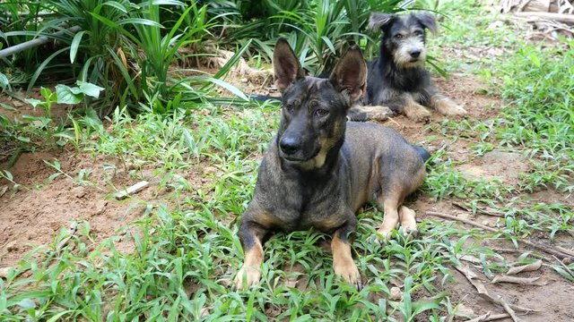 Two dogs resting on an outdoor ground filled with grass, Dark brown dog barked before getting up with a curious face, Funny and cute behavior of pets