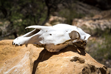 Skull of a zebra lying on a stone, Namibia