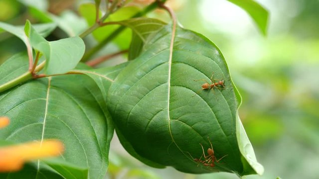 Orange gaster  or Weaver or Green tree ant herd pulling leaf to make a nest of them