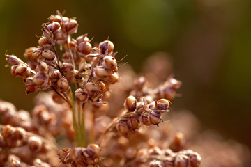 Sunrise sorghum is efficient in converting solar energy to chemical energy, and also uses less water compared to other grain crops. Moldova farm growing hybrid genetically modified biofuel
