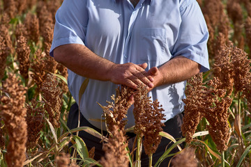 Farmer examining ripe proso millet Panicum miliaceum , close up of hand