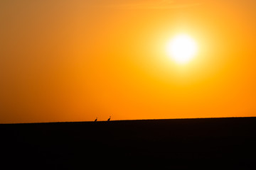 Cranes during sunset