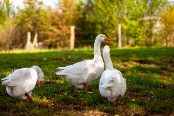 three geese on a meadow