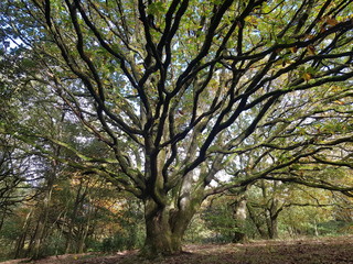 Fototapeta na wymiar Tree Branches Landscape