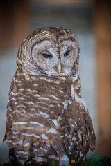 Barred Owl close up face