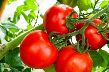 delicious and red tomatoes natural