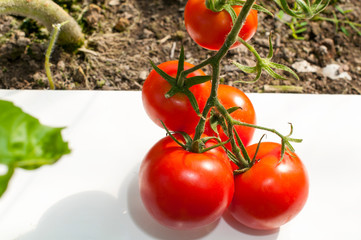 delicious and red tomatoes natural