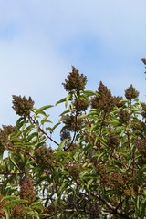 Indigenous to the locale, this enthralling shrub, botanically organized under Malosma Laurina, and known commonly as Laurel Sumac, grows in vicinity of Ballona Freshwater Marsh.
