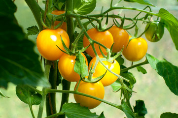 yellow delicious tomatoes on a private plot