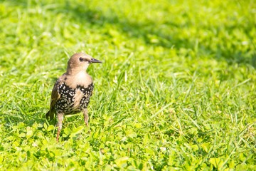 Beautiful bird on green grass. Copy space for text. Beautiful colorful bird on the green grass. Bird thrush.