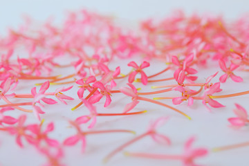 Pink flowers blurred for background