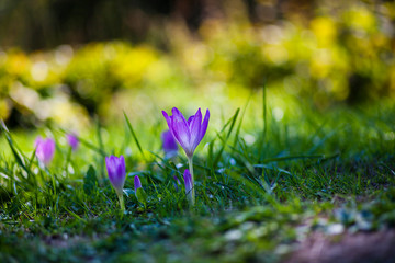 violet crocus flowers