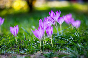 violet crocus flowers