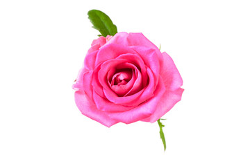 Pinkl rose flower. Detailed retouch