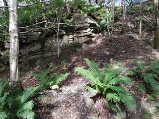 Woodland Scene with Ferns