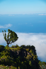 Obraz premium trees and blue sky