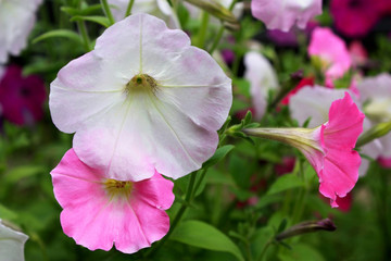 Blooming pink flowers of Petunia on natural floral background in the garden