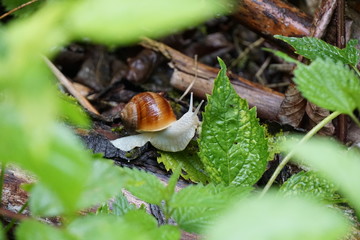 Schnecke im Wald