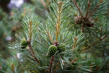 Naklejka na ściany i meble Close up of pine tree branches