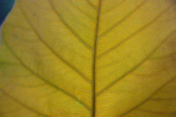 Obraz premium Selection clSelectiive focus closed up Bo leaf yellow color with beutiful texture and daylight backgroundosed up Bo leaf yellow color with beutiful texture and daylight background