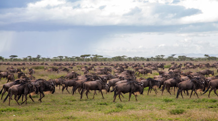 Fototapeta na wymiar Wildebeest during the big migration in the Serengeti National Park in may - the wet and green season- in Tanzania