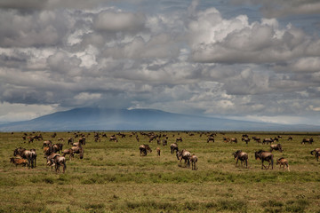 Naklejka na ściany i meble Wildebeest during the big migration in the Serengeti National Park in may - the wet and green season- in Tanzania