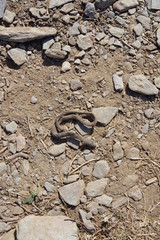 lombric mort de la sécheresse à cause du réchauffement de la température du climat