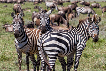 Fototapeta na wymiar Wildebeest and zebra during the big migration in the Serengeti National Park in may - the wet and green season- in Tanzania