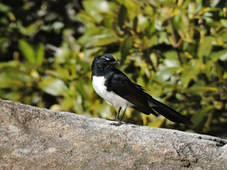 Willie Wagtail perched on stone wall